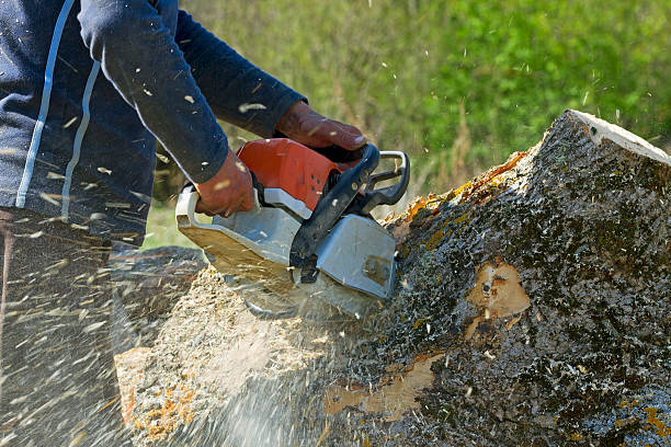 How Our Tree Care Process Works  in  Moon Lake, FL